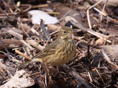 American Pipit