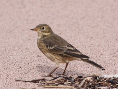 American Pipit