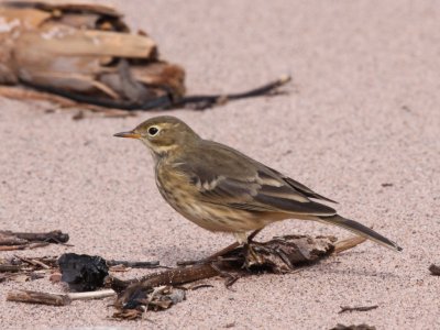 American Pipit