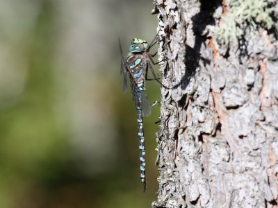 Lake Darner (Male)