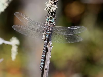 Lake Darner (Male)