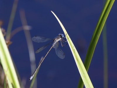 Spotted Spreadwing (Male)