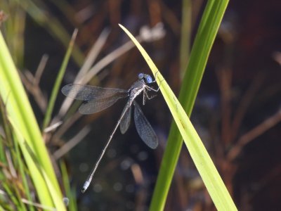 Spotted Spreadwing (Male)