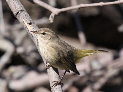 Palm Warbler (Fall Juvenile)