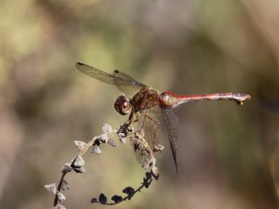 Autumn Meadowhawk (Adult Female)