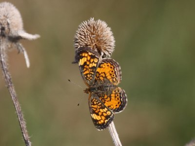 Pearl Crescent