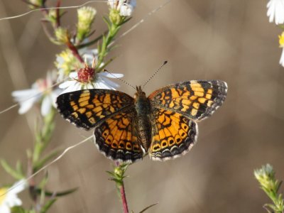 Pearl Crescent