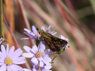 Peck's Skipper