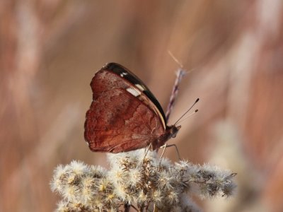 Common Buckeye (Winter Form)