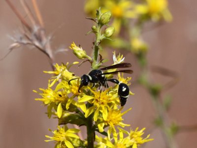 Potter Wasp - Eumenes fraternus