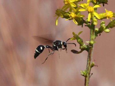 Potter Wasp - Eumenes fraternus