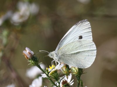 Cabbage White