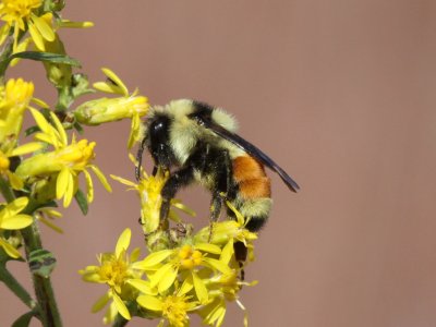 Tri-colored Bumblebee