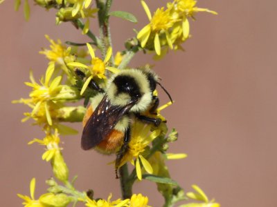 Tri-colored Bumblebee