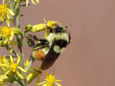 Tri-colored Bumblebee