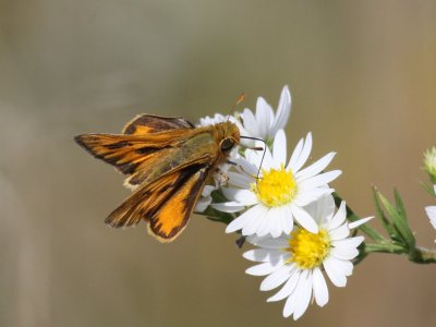 Fiery Skipper