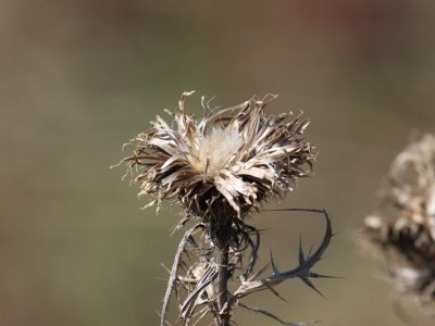 Thistle