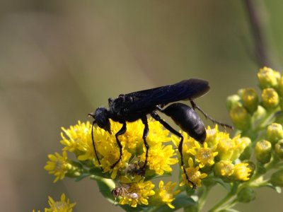 Great Black Wasp