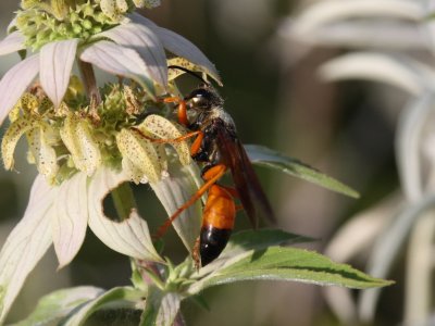 Great Golden Digger Wasp