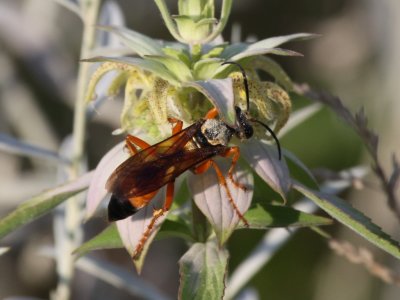 Great Golden Digger Wasp