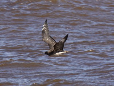 Parasitic Jaeger (Juvenile)