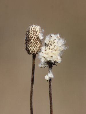 Prairie Flower 03a.JPG