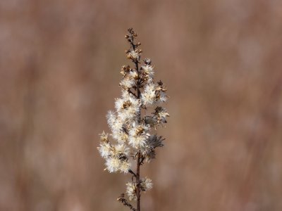 Prairie Flower 05a.JPG