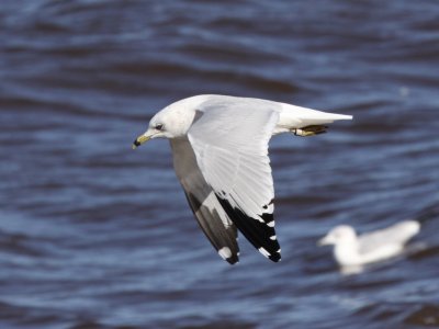 Ring-billed Gull (Banded Adult)
