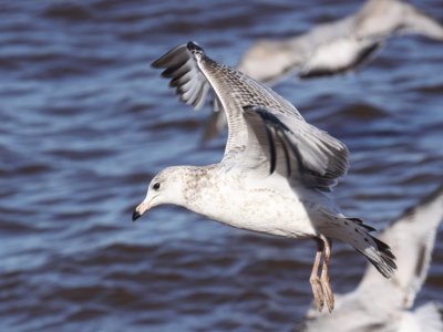 Ring-billed Gull (First Year)