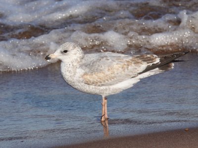 Ring-billed Gull (Second Year)