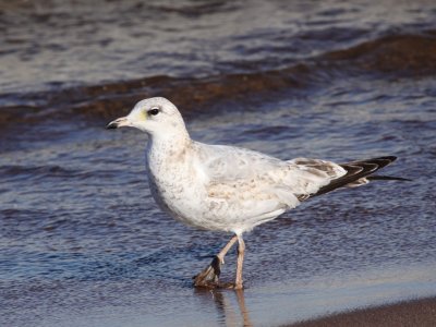 Ring-billed Gull (Second Year)