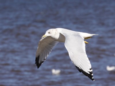 Ring-billed Gull (Winter Adult)