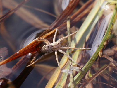 Dolomedes scriptus Fishing Spider (Female)