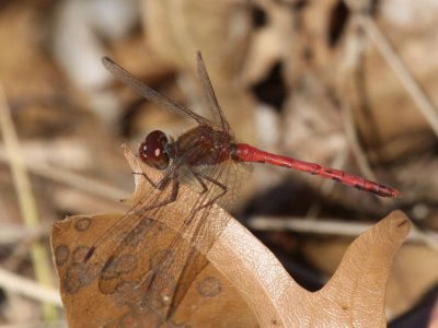 Autumn Meadowhawk (Male)