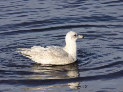 Glaucous Gull (First Year)