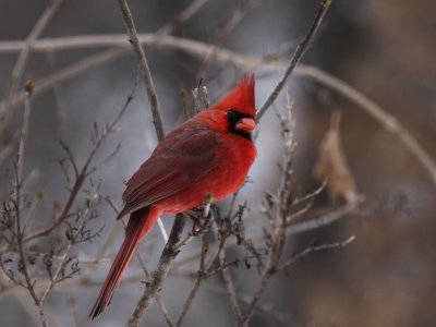Cardinals, Grosbeaks, Buntings, & Dickcissels