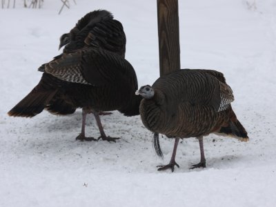 Wild Turkey (Bearded Hen)