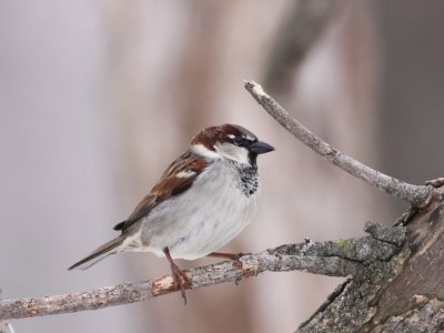 House Sparrow (Winter Male)