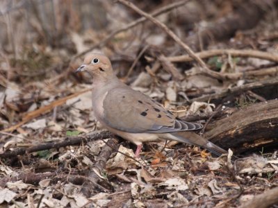 Mourning Dove