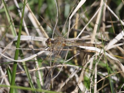 Saffron-winged Meadowhawk (Female)