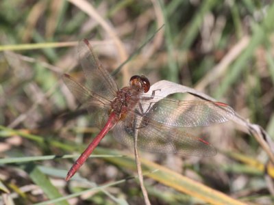 Saffron-winged Meadowhawk (Male)