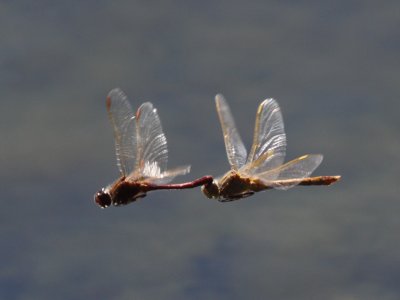 Saffron-winged Meadowhawk (Pair in Tandem)