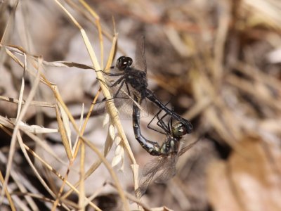 Black Meadowhawk (Pair in Wheel)