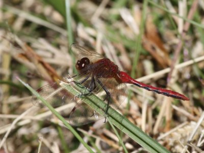 Cherry-faced Meadowhawk (Male)