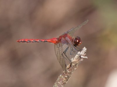 Cherry-faced Meadowhawk (Male)