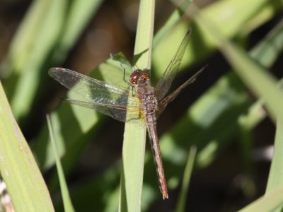 Cherry-faced Meadowhawk (Female)