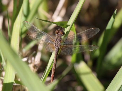 Cherry-faced Meadowhawk (Female)