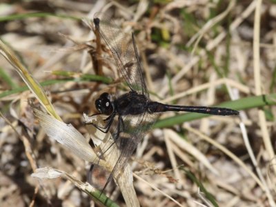 Black Meadowhawk (Male)