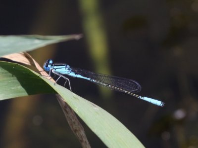 Azure Bluet