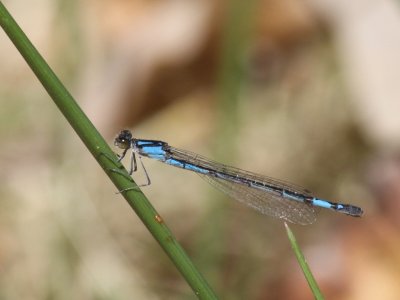 Azure Bluet (Female)